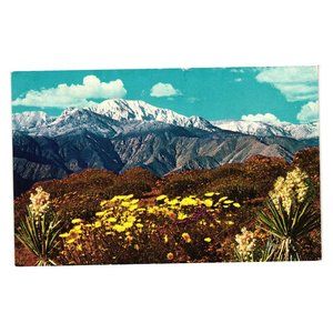 Vintage Postcard Springtime On The Desert Spanish Bayonet, Joshua Tree Dandelion
